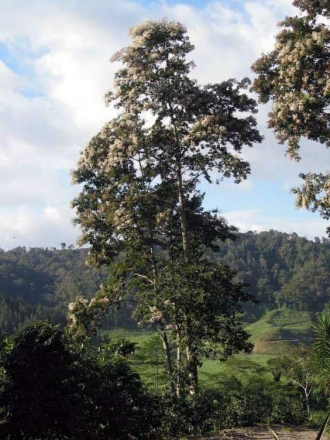 Nogal Cafetero - Vista 3